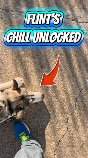 How to Teach a Husky Puppy the CHILL Command ￼