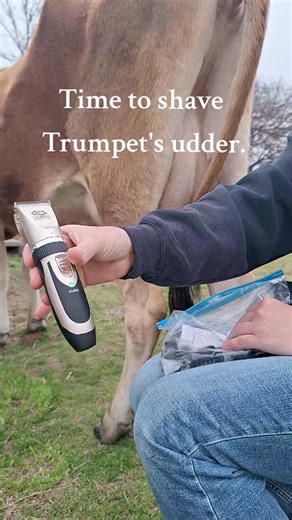 Family Milk Cow Shaving: Clean Udder Revealed