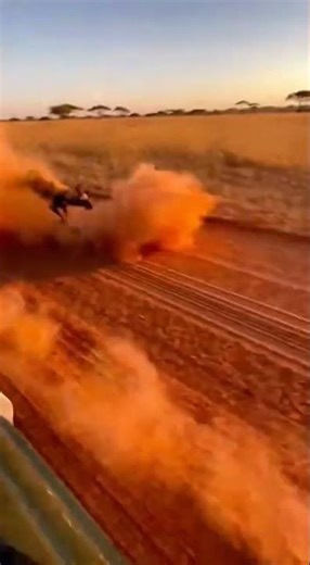 Calico Cat Races an African Wild Dog in the Savanna! 🐈🏃‍♂️ #Cat #WildLife #Savanna #shorts