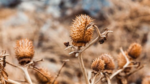 Here's Why Your Plant Is Experiencing Heat Stress