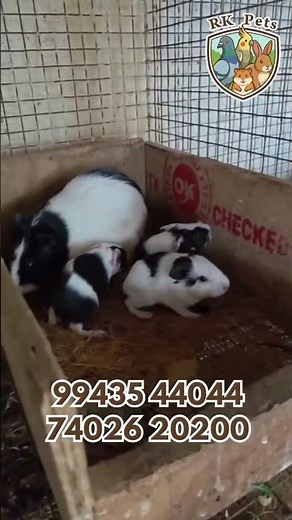 Cute Guinea Pig Mom with Baby Pups 🥰 | Healthy Guinea Pigs for Sale | RK Pets #RKPets #GuineaPig