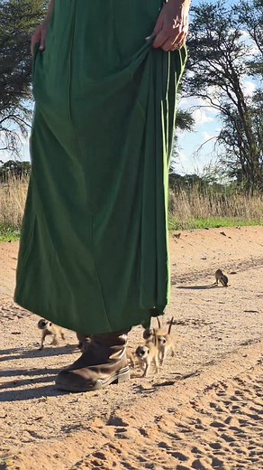 1.1M views · 32K reactions | Taking the pups and Bella for a walk. Chayah Kalahari Project Nedbank Acc 131 7090 179 Current Acc Branch code 198765 Swift code NEDSZAJJ Or Use the QR code at the top of the page for the payment options | Alma-Celeste Stafford Jeppe | Facebook