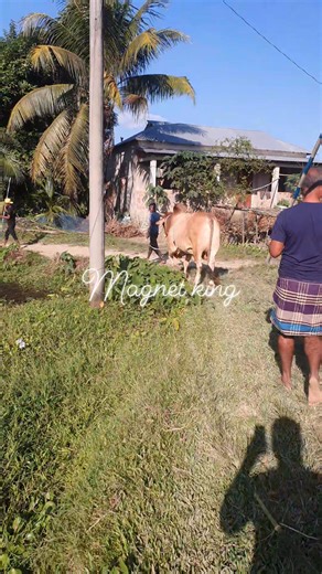 Big boss 1💪💪💪🐂🐂🐂🔥🔥😍😍😍👍 | Magnet King