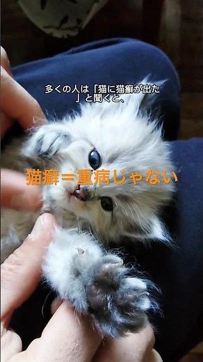 The truth about cat rash | Easy-to-understand explanation of causes, symptoms, and prevention #Ca...
