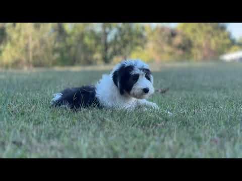 “Boston” F1b Reverse Sheepadoodle (Female)