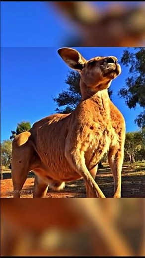 Unbelievably strong and muscular kangaroo poses for camera #Kangaroo #shorts
