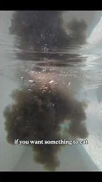 Why are my tanks FILTHY?