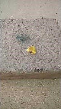 Burning Sulfur (Very boring😴)