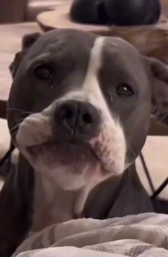 #funny #dog #fyp #talkingdog | Dog Voice Over