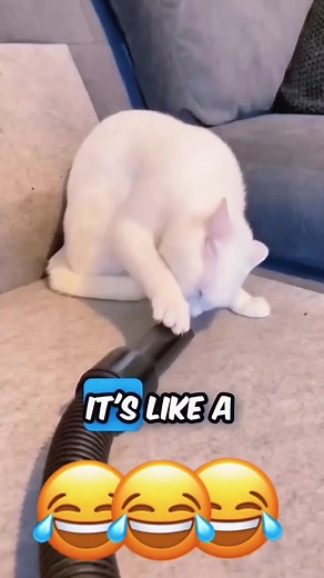 Funny Pet Voice Overs: Hilarious Dog and Cat Moments