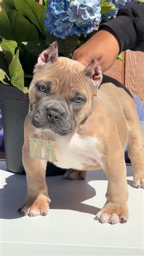 The most perfect boy 😍😍😍 No FACE no CASE ❤️❤️❤️ | Bossy Kennels