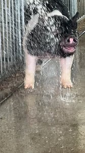 The Collection Boar Stud, LLC. on Reels