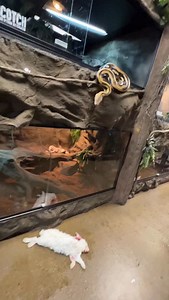 New Video On “Brian Barczyk” YouTube Posted Right Now Go Watch!! 🔥 Link in Story 🔗🐍👀 If You want to Visit Us irl Were Located in Utica, Michigan🧤 “LegaSea Aquarium, and The Reptarium” See you Soon ❤️🐢 #snake #animals #wildlife #reptile #reels | Brian Barczyk