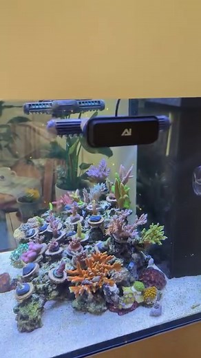 @joshosreef’s added two of our newest cross-flow pumps, the Orbit. Here is his review! “So after almost a month here’s my opinion on the new @aquaillumination Orbit 2!!! Put simply, I love it. Having never used a gyre style wavemaker before I was keen to give it a try! Having such a small reef means that giving good flow across a large area is hard, as streams will never widen enough over a short distance to allow for big areas to be encompassed. The two Orbits solved that. Being able to have th