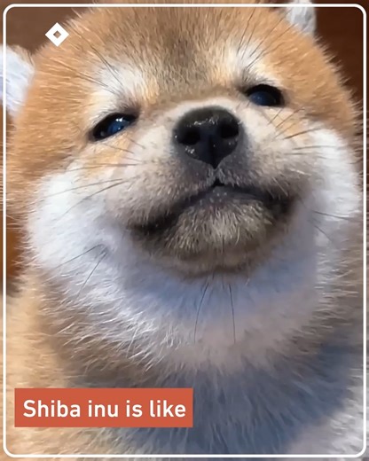 41K views · 4.2K reactions | shiba puppies are too cute | 9GAG TV | Facebook