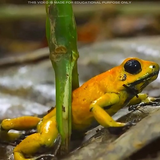 12 reactions | Poison Frog  #facts #shorts #amazingfacts #trending | Lala Dhiwar | Facebook