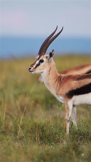 This animal doesn’t just run… it signals before it escapes 🦌 The Thomson’s gazelle is one of the fastest animals in Africa, reaching speeds of up to 80 km/h. But speed isn’t its only defense. When threatened, it performs a behavior called “stotting” — high, stiff-legged jumps into the air. It’s not panic. It’s communication. A message to predators: “I see you. I’m fit. Don’t waste your energy.” Often, that alone is enough to stop the chase before it even begins. Living in open savannas, this ga