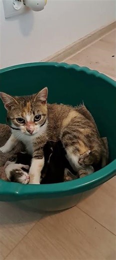 Non-Stop Cat Meowing - 10 Minutes