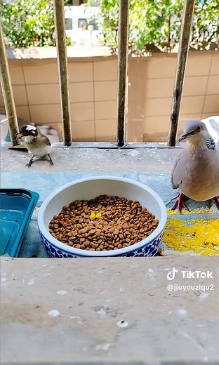 Exploring the World of Doves: Columbidae Family Insights