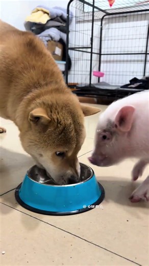 Rhubarb the Pig's Wild Outburst