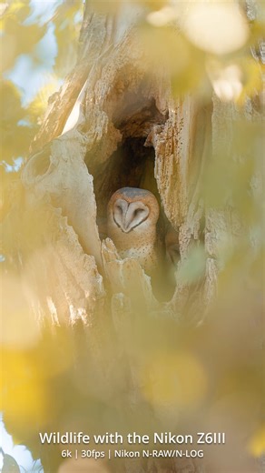 7.7K views · 203 reactions | Wildlife creators, tell us about the most breathtaking moment you’ve captured in the wild— we’ll let Forest Barkdoll-Weil Fine Art Nature Photography go first. He used the Nikon Z6III’s versatility, speed, and advanced subject-detection to capture these incredible moments. | Nikon | Facebook