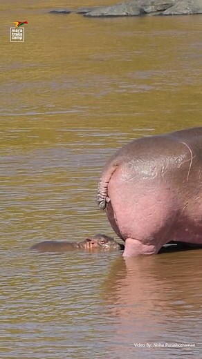 17K views · 245 reactions | Mama Moments  A baby hippo enjoying a peaceful moment beside its mama on a sunny day, gentle bonds from the heart of Masai Mara. #MamaMoments #HippoLove #MasaiMara | Nisha Purushothaman | Facebook
