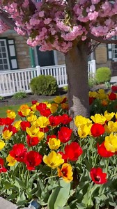 We are enjoying Spring sightings around the farm…🌷🪻🌼 such a nice time of year! Have you ever visited Amish Country in the Spring? There’s so much to see! Explore exhibits on our farm, feed our animals, walk through our historic farmhouse, and take a tour of the Amish countryside on our mini-bus! We are open 7 days a week. The Amish Farm and House is located at 2395 Covered Bridge Drive in Lancaster. We can’t wait to see you soon! #amishcountry #amishfarmandhouse #lancasterpa #discoverlancaste