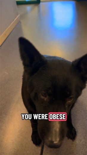 Meet Mavis! 💜 This sweet lovebug is looking for her forever home. Mavis does have a thyroid issue, which means she’s carrying a little extra weight right now — but honestly, don’t let that stop you from falling for her. She’s an absolute gem with a heart of gold. Her thyroid condition is super manageable and we’re already on top of her treatment. Once she’s stabilized, she’ll be ready to be spayed — and we’ll walk her adopters through everything they need to know about her care. It’s nothing co