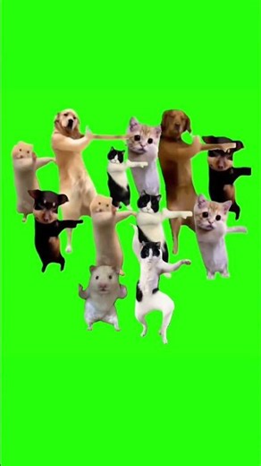 Cat Meme Dance Opera Song green screen