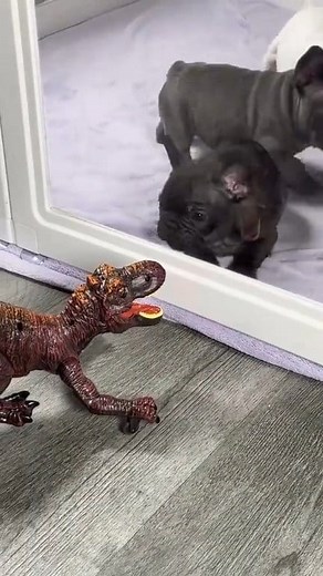 Dinosaur Attack!🦖 #frenchielife #Dinosaur #FrenchieHumor #funnymoments | Petropolis-K9