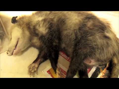 Dead opossum mom with live babies, Animal Advocates, Mary Cummins