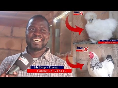 Prof de mathématique, directeur école, éleveur... Mr Diop montre le bon exemple aux jeunes