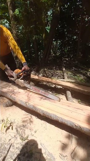 Operator skills in splitting coconut trees with a mini chainsaw#shorts