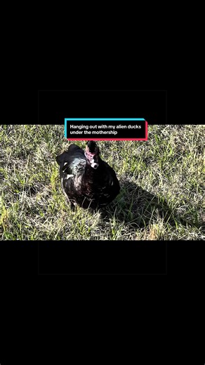 Just hanging out with that little ducks underneath. The alien mothership. #alien mothership.#ducks#birds#alien birds#ufo