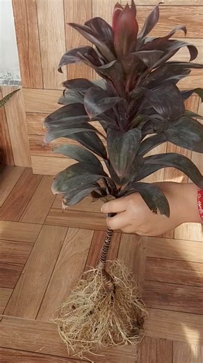 914K views · 10K reactions | Propagation of Cordyline Plant from Cuttings. 40 Days Growth update. #propagation #cordyline | Flower lovers | Facebook