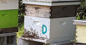 Aspiring beekeepers can get free supplies through Virginia program