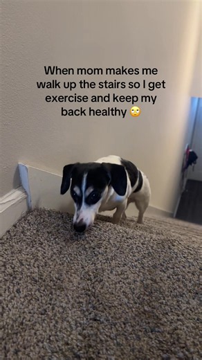 Seniors Dachshund's Eeyore Attitude & Exercise