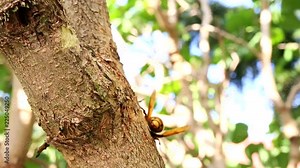 European hornet (Vespa crabro). The largest eusocial european wasp. Hornet nibbling the tree bark.