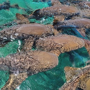 One of our most popular excursions, the Hol Chan/Shark Ray Alley Snorkel, allows you the exciting opportunity to swim with the nurse sharks! 🦈 #thebeautyofbelize #vacationdestination | Ramon's Village Resort