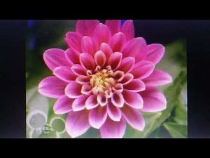 Little Einsteins: O Yes, O Yes, It's Springtime! (Playhouse Disney Airing 6/27/2006)