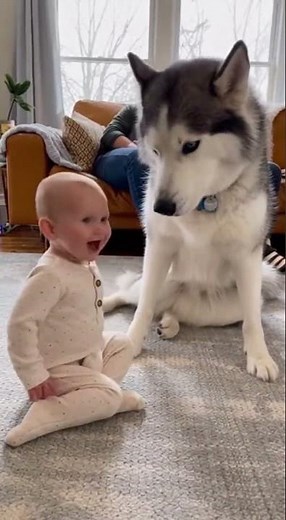 Baby Tries to Howl Like a Husky CUTEST Moment Ever! 🐶👶❤️ #husky #baby #shorts #viral #cute #babypet