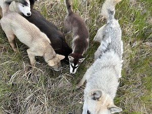«Ce n’est pas normal que des gens se fassent attaquer au quotidien»: 142 chiens tués dans le Grand Nord par précaution