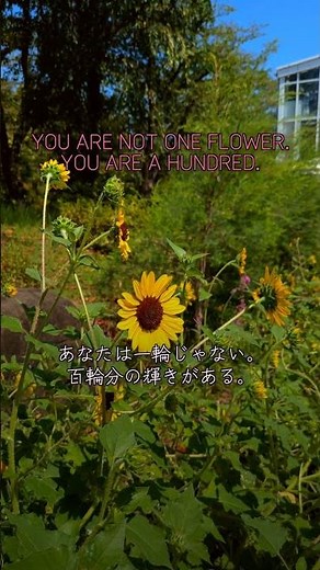 百花繚乱 Where All Flowers Bloom — The Japanese Word That Celebrates Every Color You Are