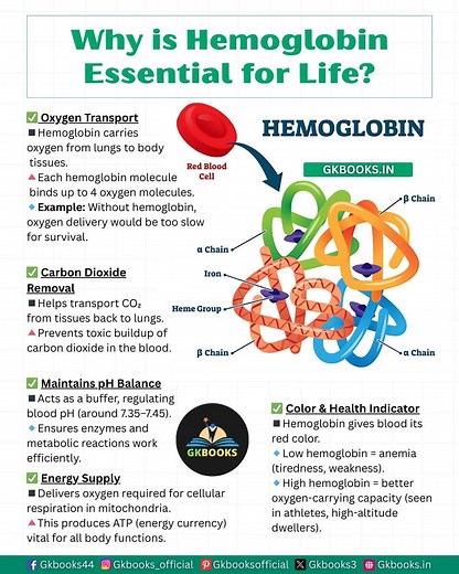 Hemoglobin is the lifeline of our body — it carries oxygen, removes carbon dioxide, balances blood pH, and fuels energy production. 🫁💪 Without it, survival is impossible! Understand why this iron-rich protein is called the "oxygen carrier of life" and how it keeps us alive every second. 🌍❤️ 👉 Save this post for revision & share with friends preparing for exams! #Hemoglobin #HumanBiology #LifeProcesses #OxygenTransport #BloodFacts #GeneralScience #AnemiaAwareness | InfoPic Notes