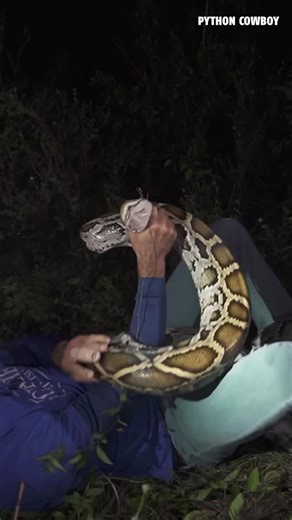 Trapper Mike on Instagram: "Even a python don’t stand a chance against that Gracie Ju Jitsu son! Awesome night with some legends @ryrongracie @renergracie @gracieuniversityhq @drguyjitsu Visit pythoncowboy.com to book your hunt!"