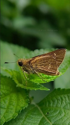 How to Take Professional Photos | Photography Tutorial #smartphone