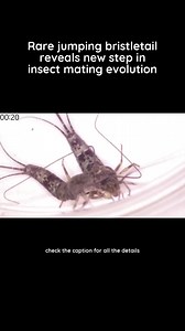 21K views · 74 reactions | Petrobiellus akkesiensis demonstrates...