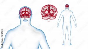 Human Body Brain X-ray effects Loop Rotation. 3d render