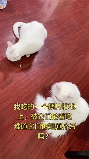 我吃的东西它们认为都好吃？ #纯白猫 #家里的白色猫咪 #白色猫咪日常 #白色小猫有多可爱 #纯白宠物猫