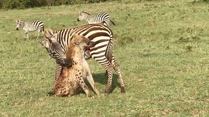 Animal sighting: Zebra bites back - [Video]